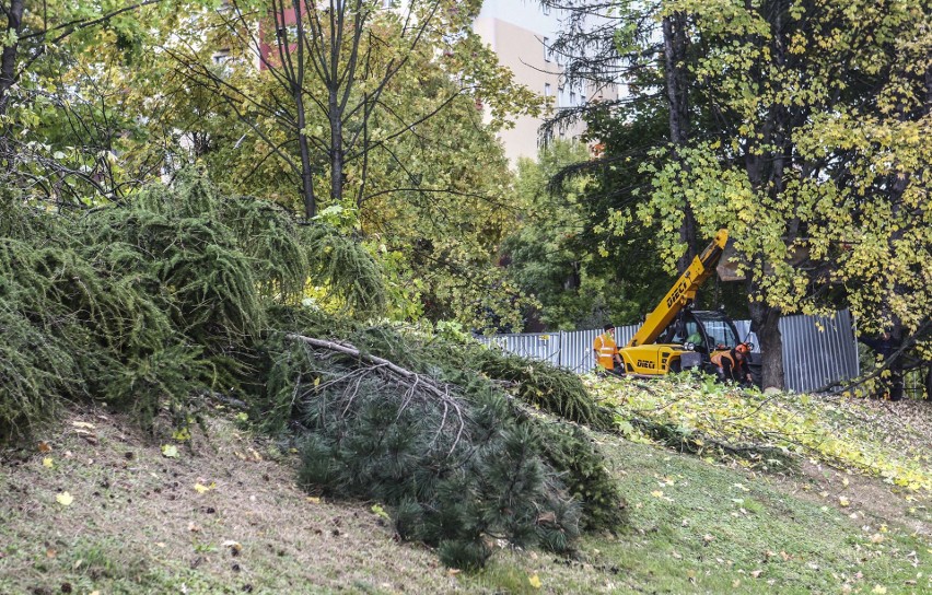 Wycinka drzew przy ulicy Dominikańskiej w Rzeszowie.