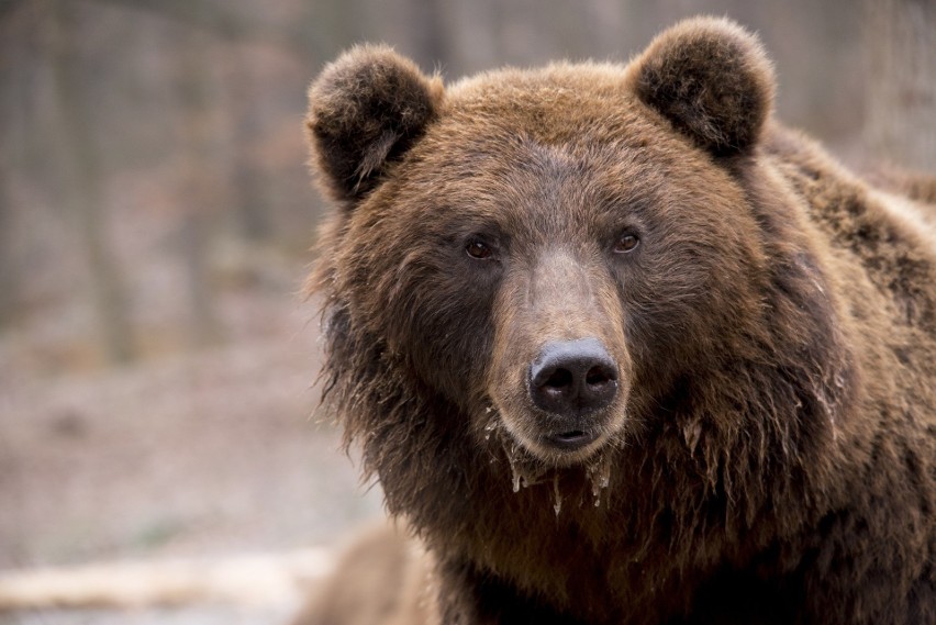 Bałażówka. Niedźwiedź brunatny był widziany blisko domów. Mieszkańcy podlimanowskiej wsi w szoku