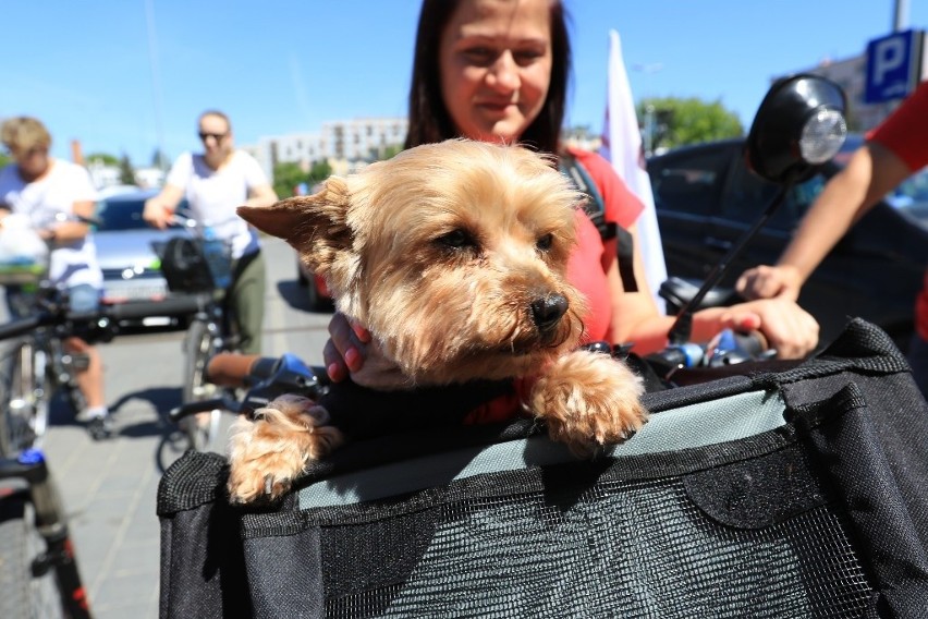 Toruń walczy o zwycięstwo w European Cycling Challenge. W...