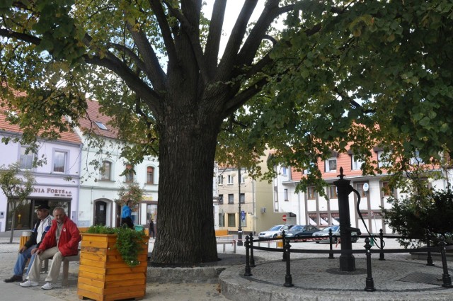 Lipa rosnąca przed ratuszem ma 15 metrów wysokości. Obumierać zaczęła po tym, jak grunt wokół niej zabetonowano.