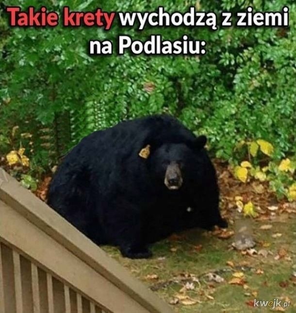 Sylwester na Podlasiu do gratka nawet dla gwiazd światowej...