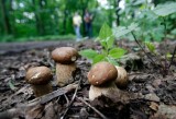 Grzybiarze buszują w lasach, gubią drogi i samochody. Z pomocą przychodzą leśnicy