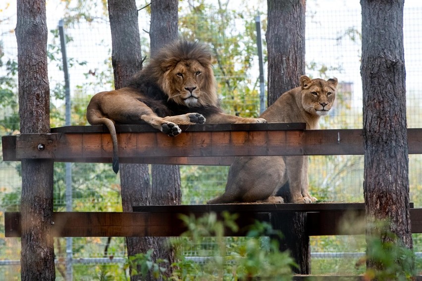 Poznański ogród zoologiczny zaprasza miłośników zwierząt, by...