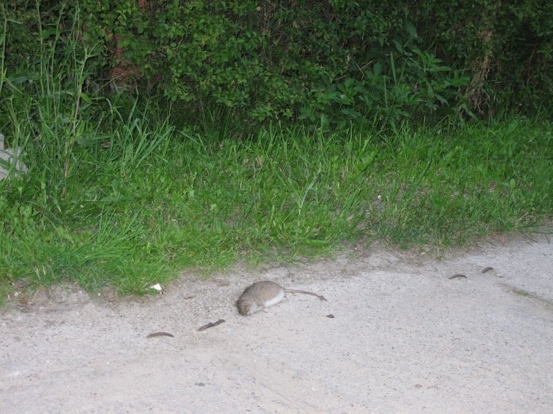 Obrzydlistwo! Dwa zdechłe szczury na ulicy! Nikt ich nie sprzątnął! (zdjęcia)