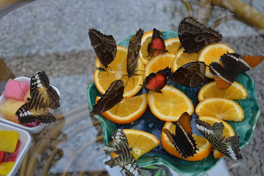Biesiada motyli na plasterkach pomarańczy