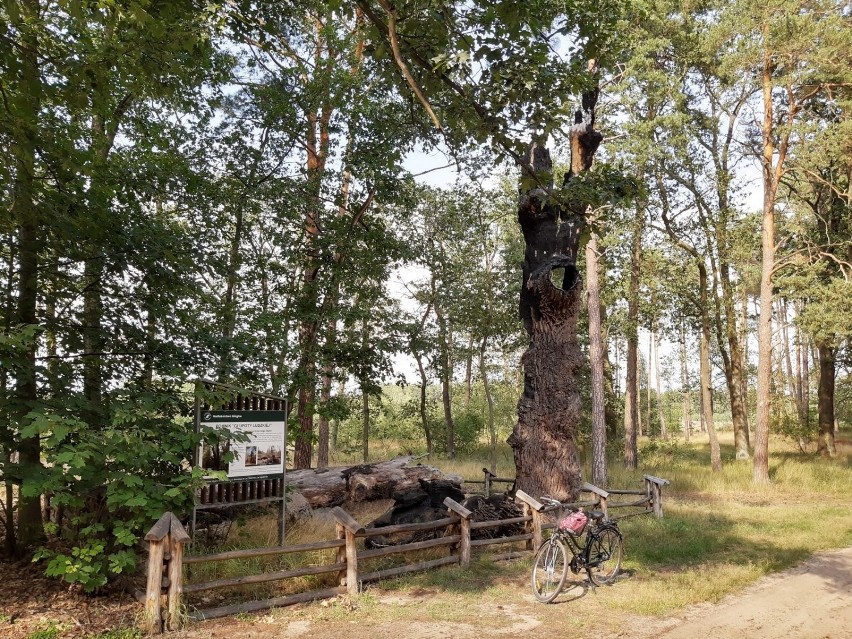 Pomnik Głupoty Ludzkiej na Dolnym Śląsku. Zobacz!