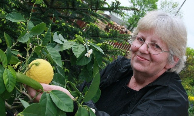 - Cytryny z moich krzewów są twarde, ale do herbaty się nadają - mówi Krystyna Frąk z Łowynia.
