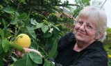 Krystyna Frąk z Łowynia uprawia cytryny 