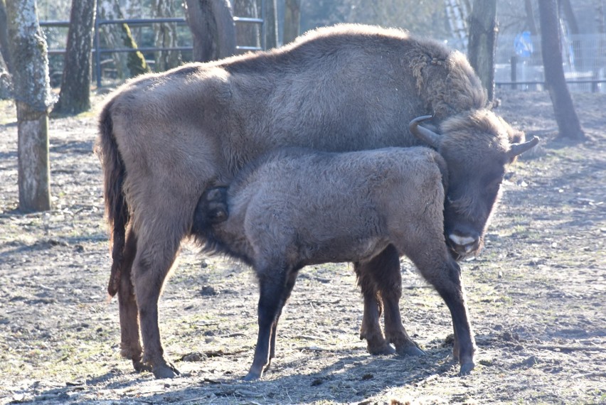 W Zoo Canpol pod Człuchowem urodziło się małe żubrzątko. Poezja ma się świetnie i rośnie jak na drożdżach!