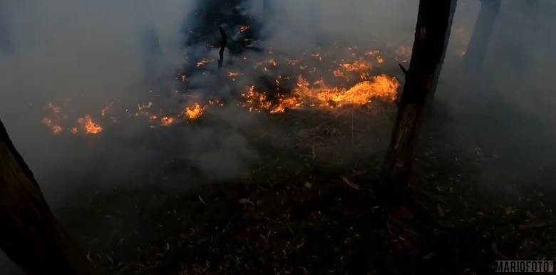 Od początku roku w województwie opolskim strażacy odnotowali...