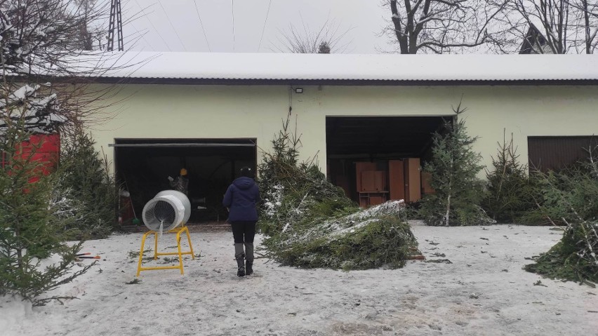 Nadleśnictwo Nowy Targ sprzedaje świąteczne choinki