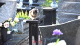 Ktoś truje zwierzęta na cmentarzu? Mieszkańcy zaniepokojeni bulwersującymi zdjęciami z martwą wiewiórką i kotem.  Mamy komentarz zarządcy