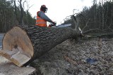 Aż 500 drzew zostanie wyciętych w parku przy SOSiRze w Słubicach. Powód? Kornik drukarz