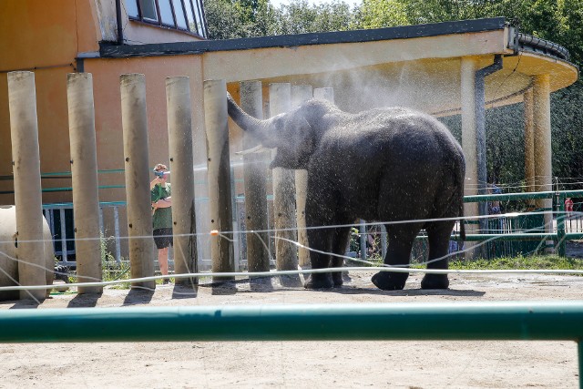 Podopieczni Śląskiego Ogrodu Zoologicznego w Chorzowie mają zapewniony stały dostęp do wody, a wybiegi, z których korzystają skonstruowane są w ten sposób, aby każde z nich mogło odpocząć w zacienionym miejscu.