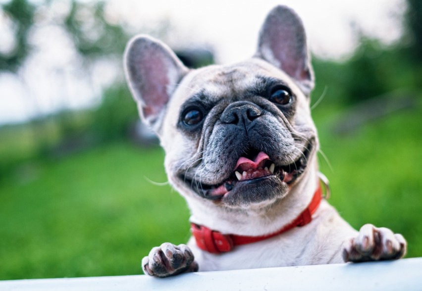 Buldog francuski to jedna z ras psów, należąca do grupy do...