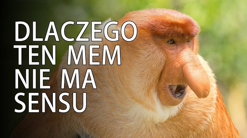 Nosacze w zoo w Zamościu? Internauci chcą oglądać małpy z memów w ogrodzie w Zamościu 