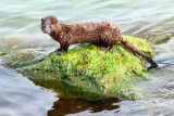 Koronawirus u norek w Polsce. Naukowcy potwierdzili pierwszy przypadek zakażenia SARS-CoV-2 w hodowli, resort zlecił dodatkowe badania