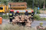 Po wichurze w Toruniu i regionie wielkie porządki. 124 razy interweniowali strażacy podczas i po czwartkowej nawałnicy