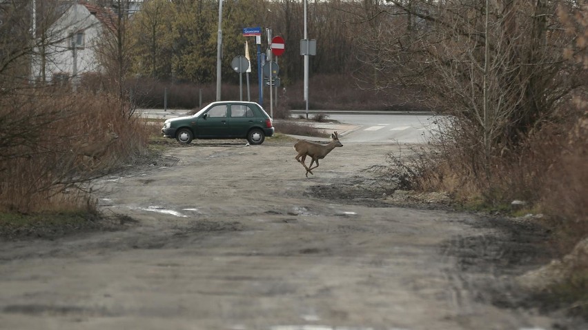 W końcu! Będzie remont tej dziurawej jak ser szwajcarski drogi 