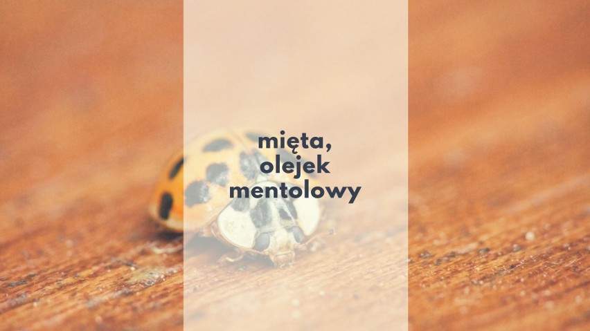 Biedronki azjatyckie, lub też arlekiny (Harmonia axyridis),...