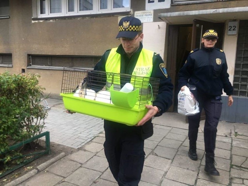 Codziennie poznańscy strażnicy miejscy dostają kilkadziesiąt...