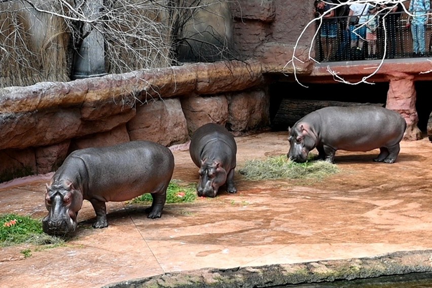 Zobacz zdjęcia z urodzin Rumby - hipopotamicy, która...