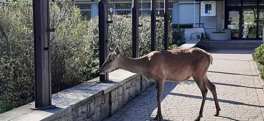 Zakopane: Zuchwałe łanie zjadły urzędnikom... kwiatki