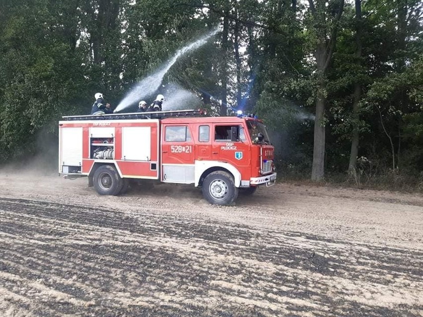 Pożar pola w Zamartem w pow. sępoleńskim. Było...