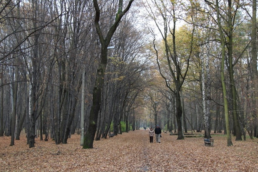 Tak wygląda park Zielona w jesiennych barwach