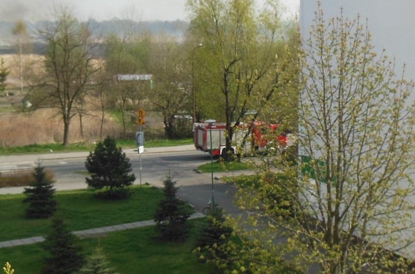 Wrocław: Straż pożarna już 14 razy gasiła pożary traw (ZDJĘCIA)