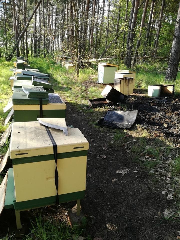 W spalonych ulach mogło zginąć nawet 300 tysięcy pszczół...