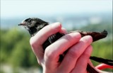 Słubice rozpoczynają walkę z komarami. Zamiast chemicznych oprysków będą budki dla jerzyków! 