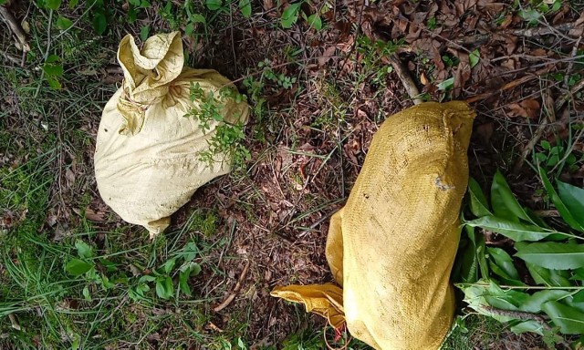 Dwa żywe psy w zawiązanych workach znaleziono w lesie w okolicach Fabianowa.