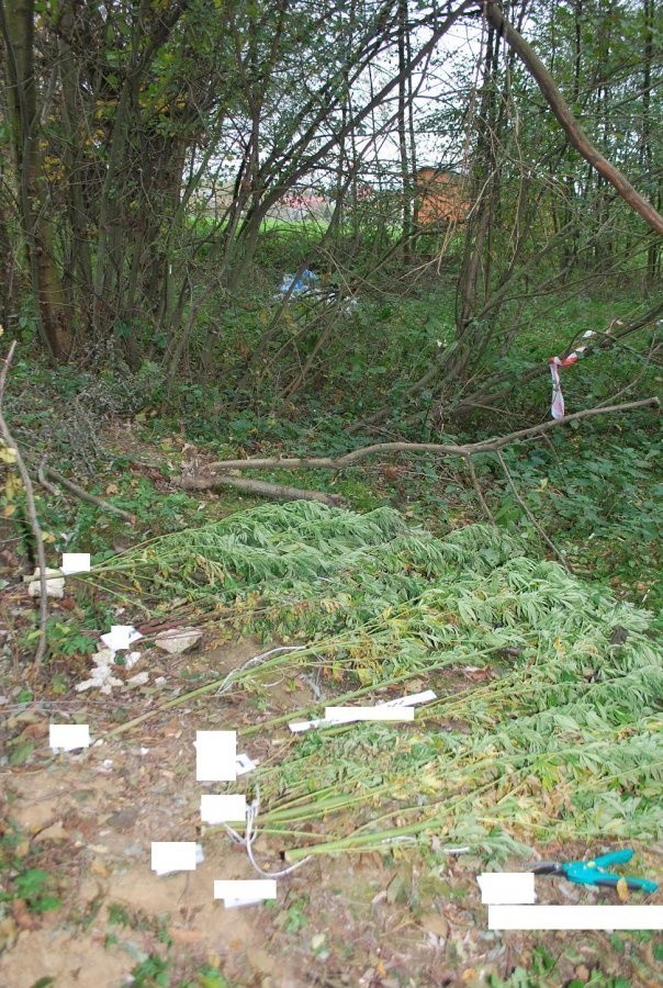 Właścicielem plantacji okazał się 42-letni mieszkaniec pow....