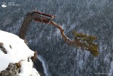 Pieniny. Zabezpieczono złamaną słynną sosnę z Sokolicy 