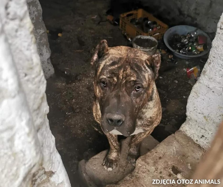 Kolejna interwencja Animalsów na terenie pseudohodowli w...