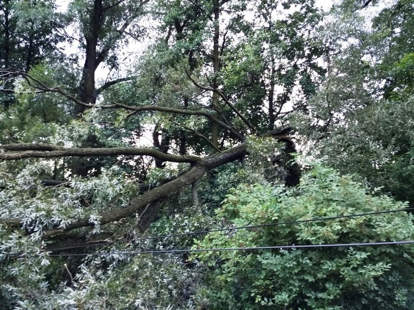 Wichura w Bielsku-Białej: Złamany konar drzewa spadł na mężczyznę w czasie wichury
