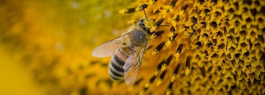 Praca pszczół została wyceniona na... 265 mld euro! Chcesz adoptować?
