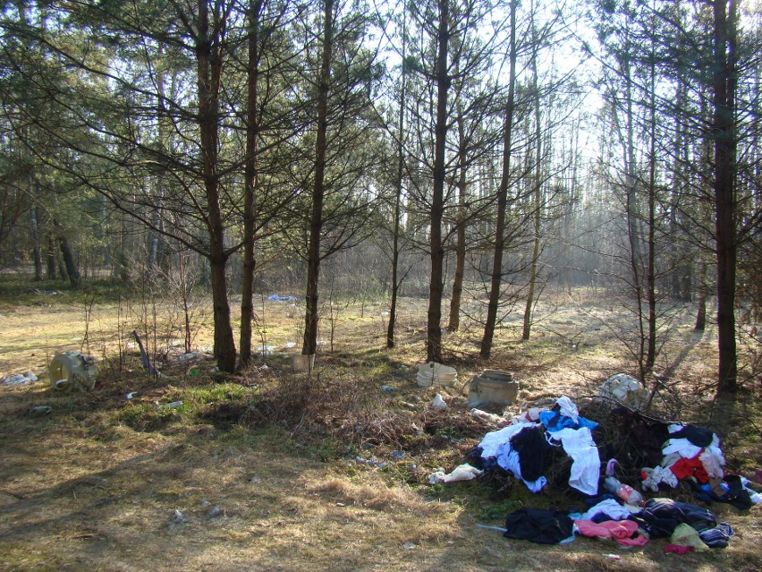 Kto podrzuca śmieci do lasu? Sterty śmieci piętrzą się w lesie pod Ostrołęką. 
