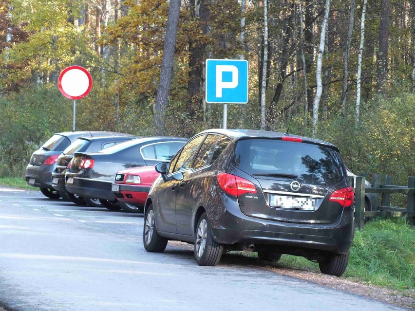 W starachowickich lasach grzyby, piękne kolory i tłumy spacerowiczów [ZDJĘCIA]