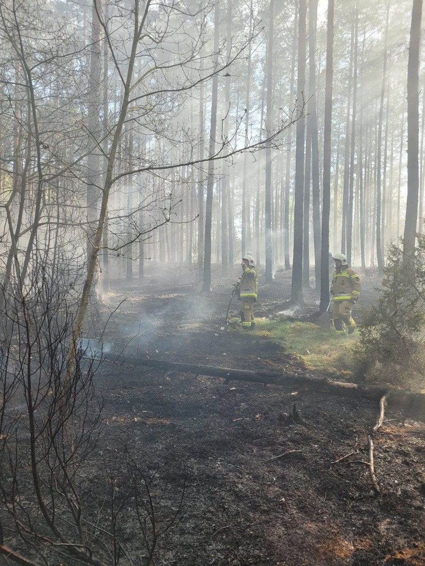 Strażacy przez kilka godzin walczyli z pożarem lasu w...