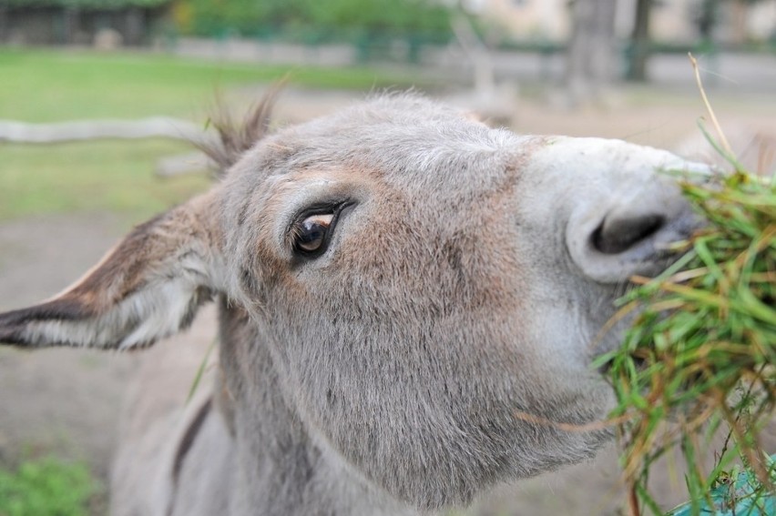 Osiołki z poznańskiego zoo stały się sławne w całym kraju za...