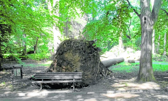 Na Dni Pszczyny (23 i 24 sierpnia) park ma być posprzątany