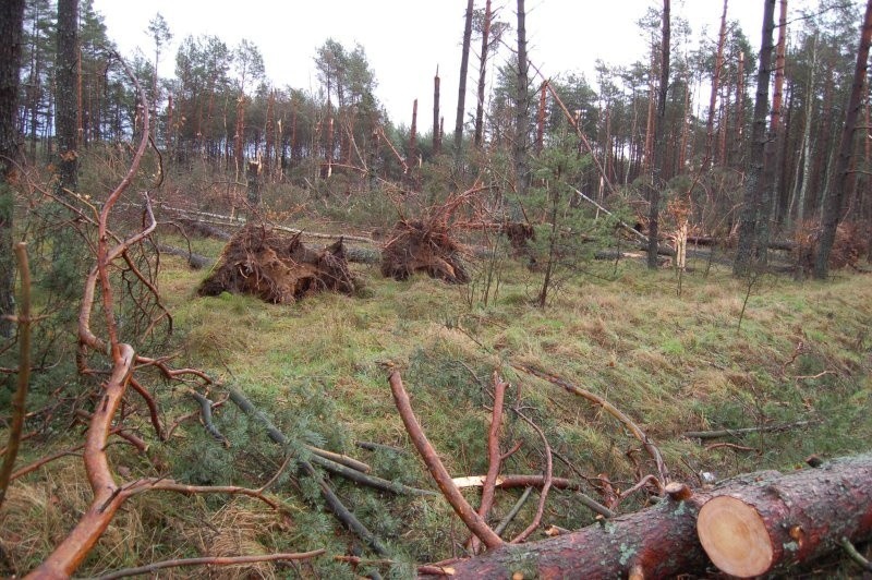 Ogrom zniszczeń w lesie koło Gwdy Małej po przejściu trąby...