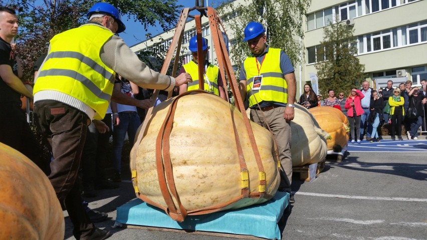 To największa dynia w Polsce! W Krapkowicach padł rekord