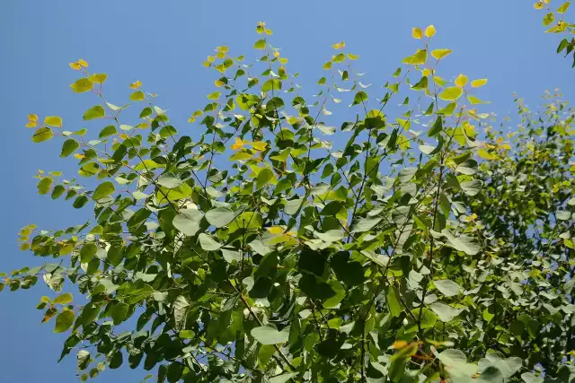Liście grujecznika japońskiegoJesienią grujecznik japoński mieni się kolorami i pachnie słodkościami. Jego liście z zielonych zmieniają się w kremowe, żółte, różowe i brązowe.