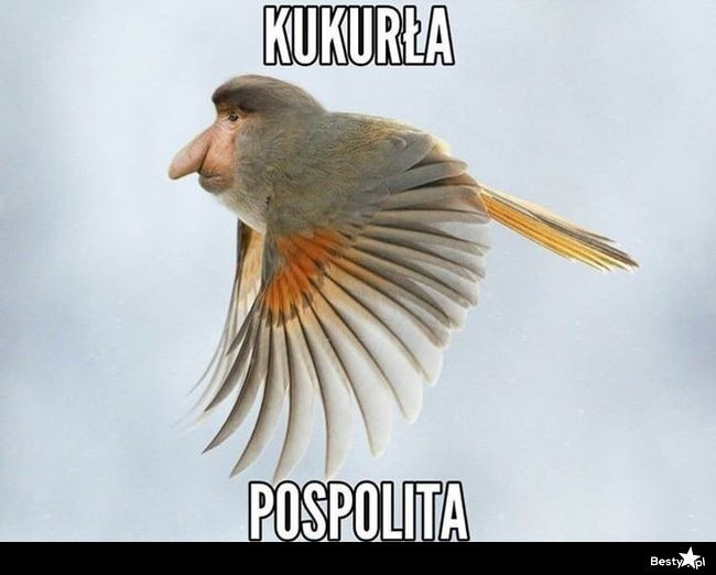 europejski-dzie-ptak-w-zobacz-najlepsze-memy-o-ptakach-zdj-cia