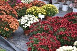 Kwiaty żywe, nagrobne stroiki i znicze. Wszystko podrożało. Jakie ceny obowiązują przed 1 listopada? 