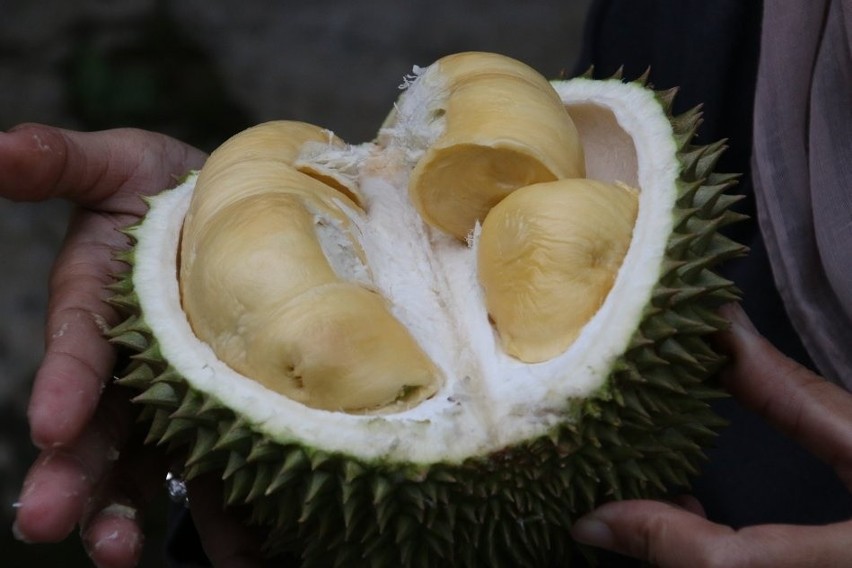 Miąższ durianów, szczególnie mocno dojrzałych, ma bardzo...