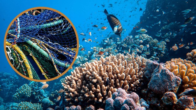 Rafa koralowa Maro, z której usunięto tak wiele ton morskich śmieci, jest jedną z najbardziej zróżnicowanych raf na Hawajach. Skoro znaleziono tam tyle plastiku, czy oznacza to, że nie ma na świecie już miejsc, które nie są zanieczyszczone?